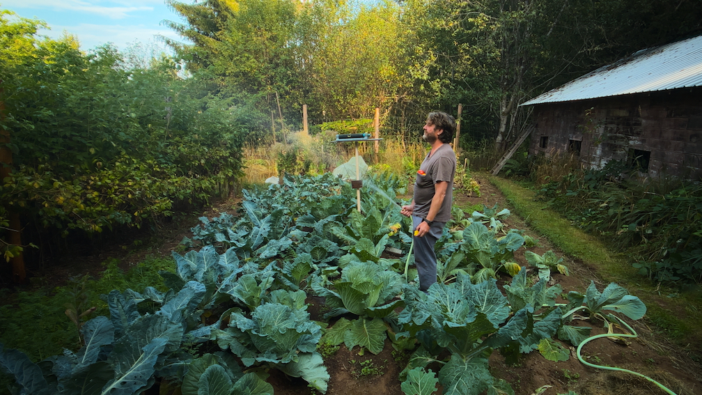 زک گالیفیاناکیس، نتفلیکس 