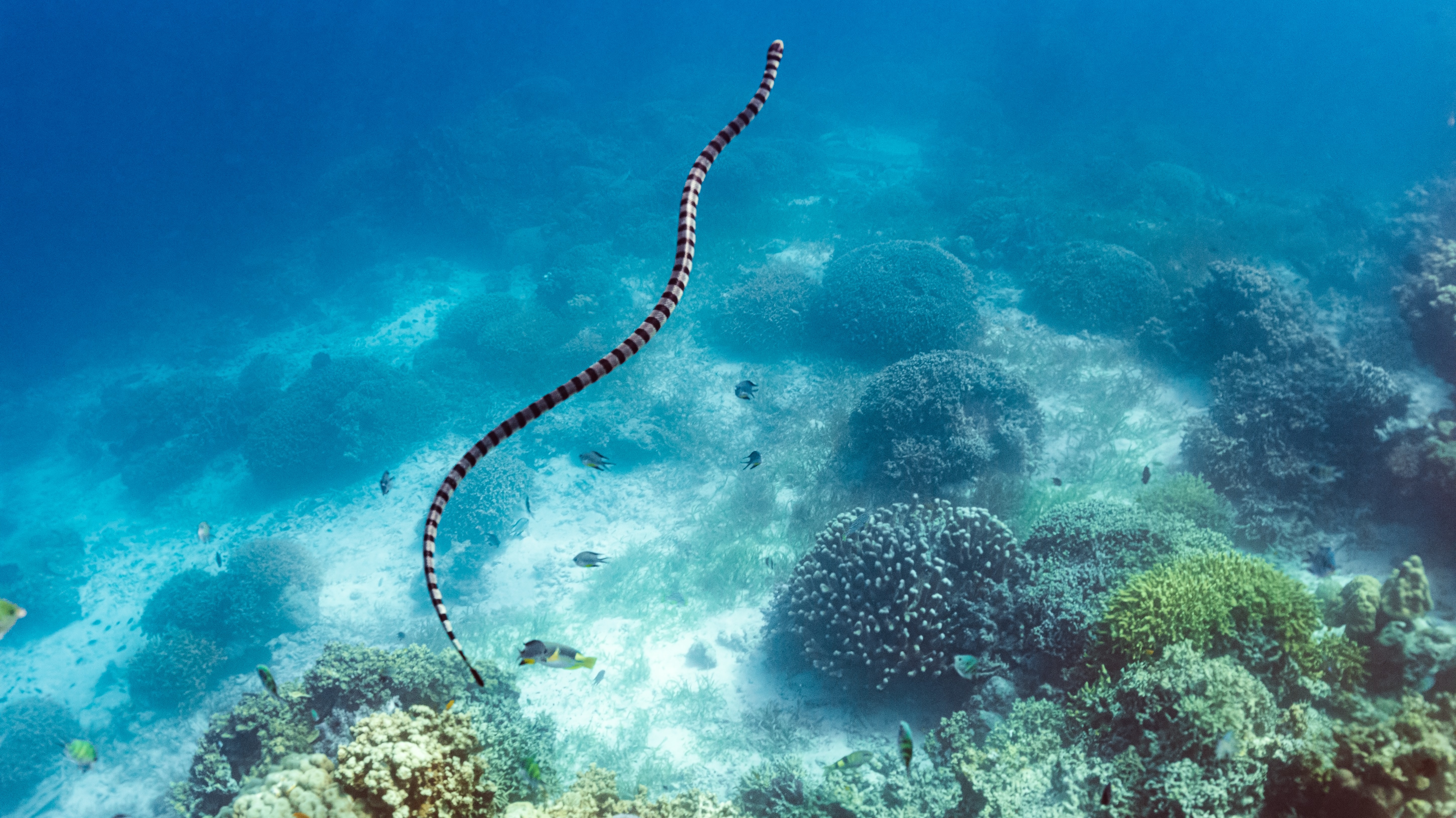 Una serpiente marina nadando en aguas cristalinas con corales debajo