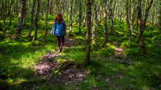 Woman walking through green woods