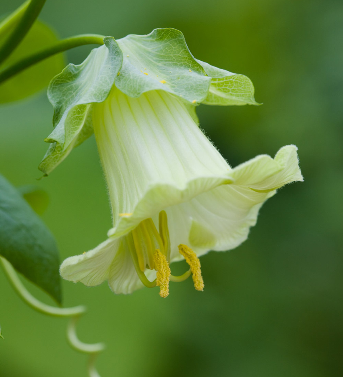 Cobaea Scandens F. Alba