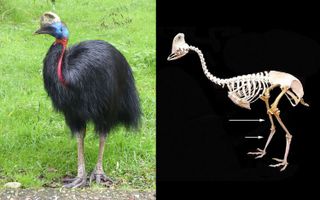 A cassowary (left) and a diagram (right) showing a cassowary's tibiotarsus, or thighbone (top arrow).