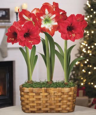 Warmest Welcome Minerva Amaryllis Centerpiece