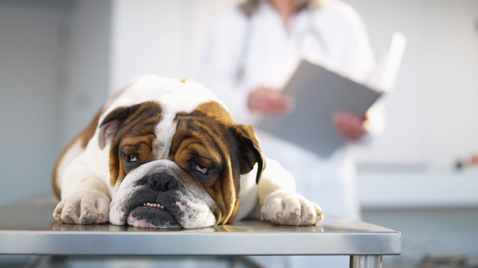 Hypoglycemia in dogs A vet's guide PetsRadar