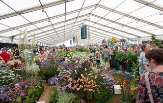 Hampton Court Flower Show