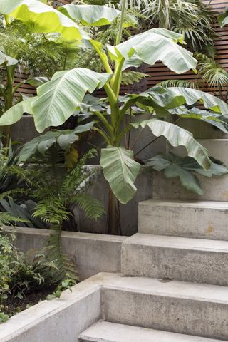 A backyard with tall and exotic plants