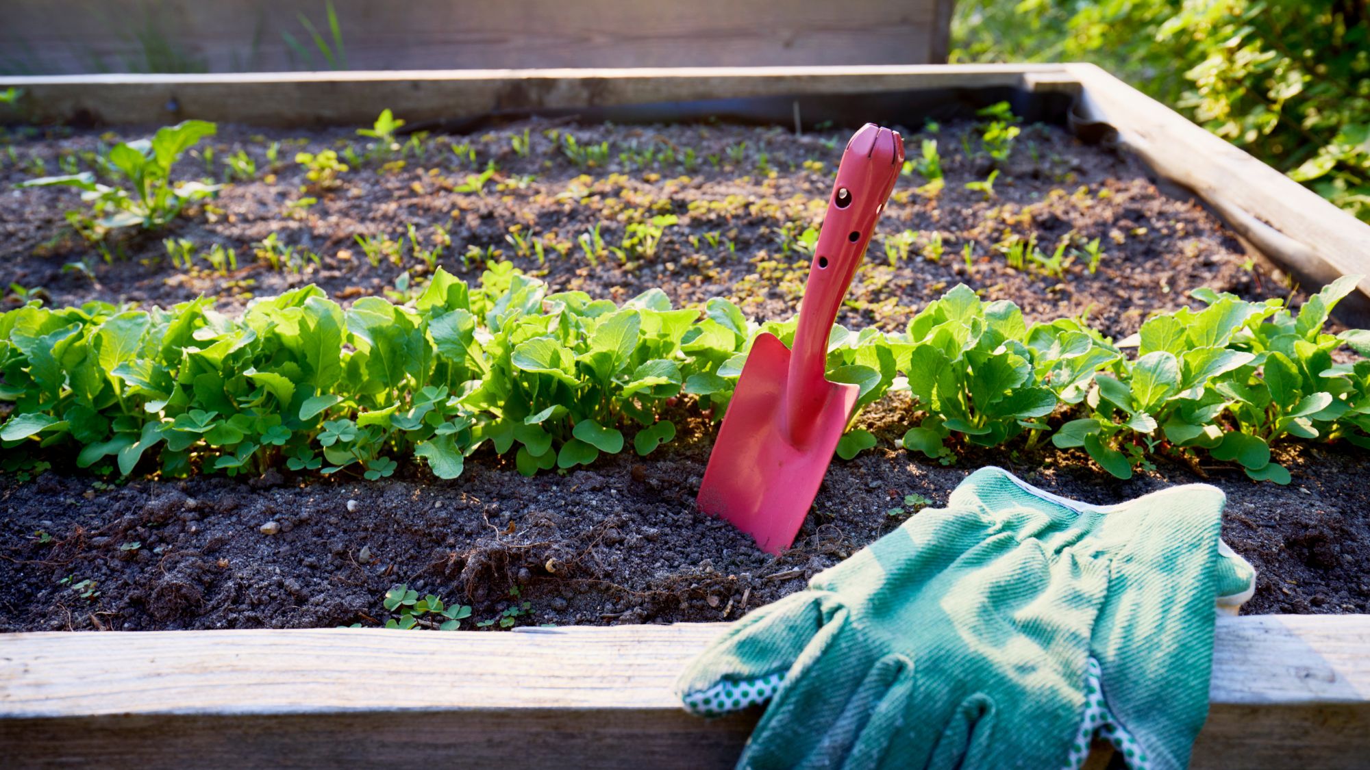 Raised bed with a row of planted radishes, shovel and garden gloves 