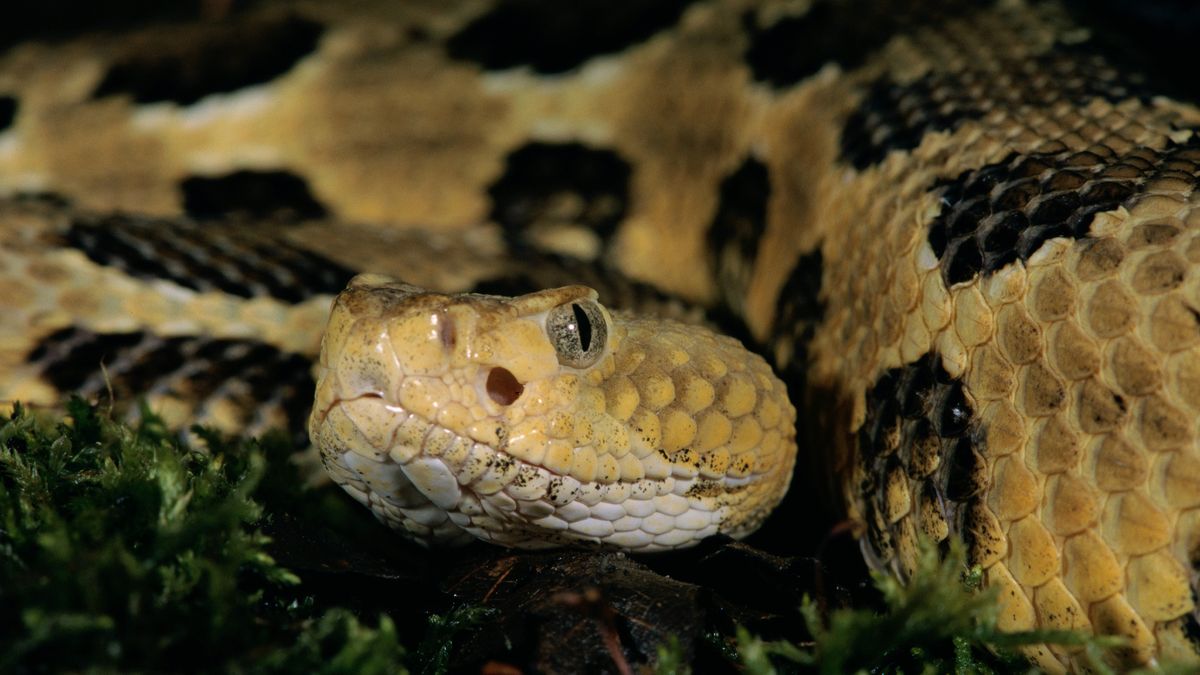 Timber rattlesnake