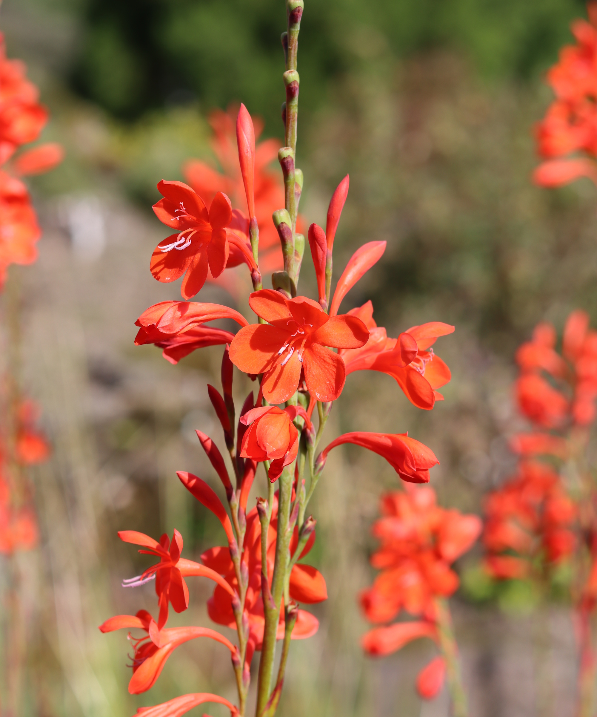 Crimson-orange kaffir lily in flower