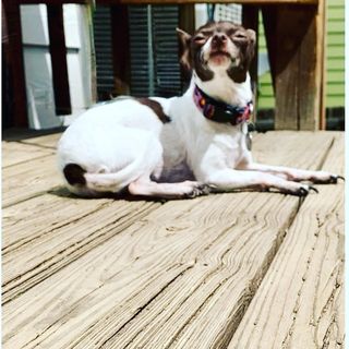 dog sunbathing