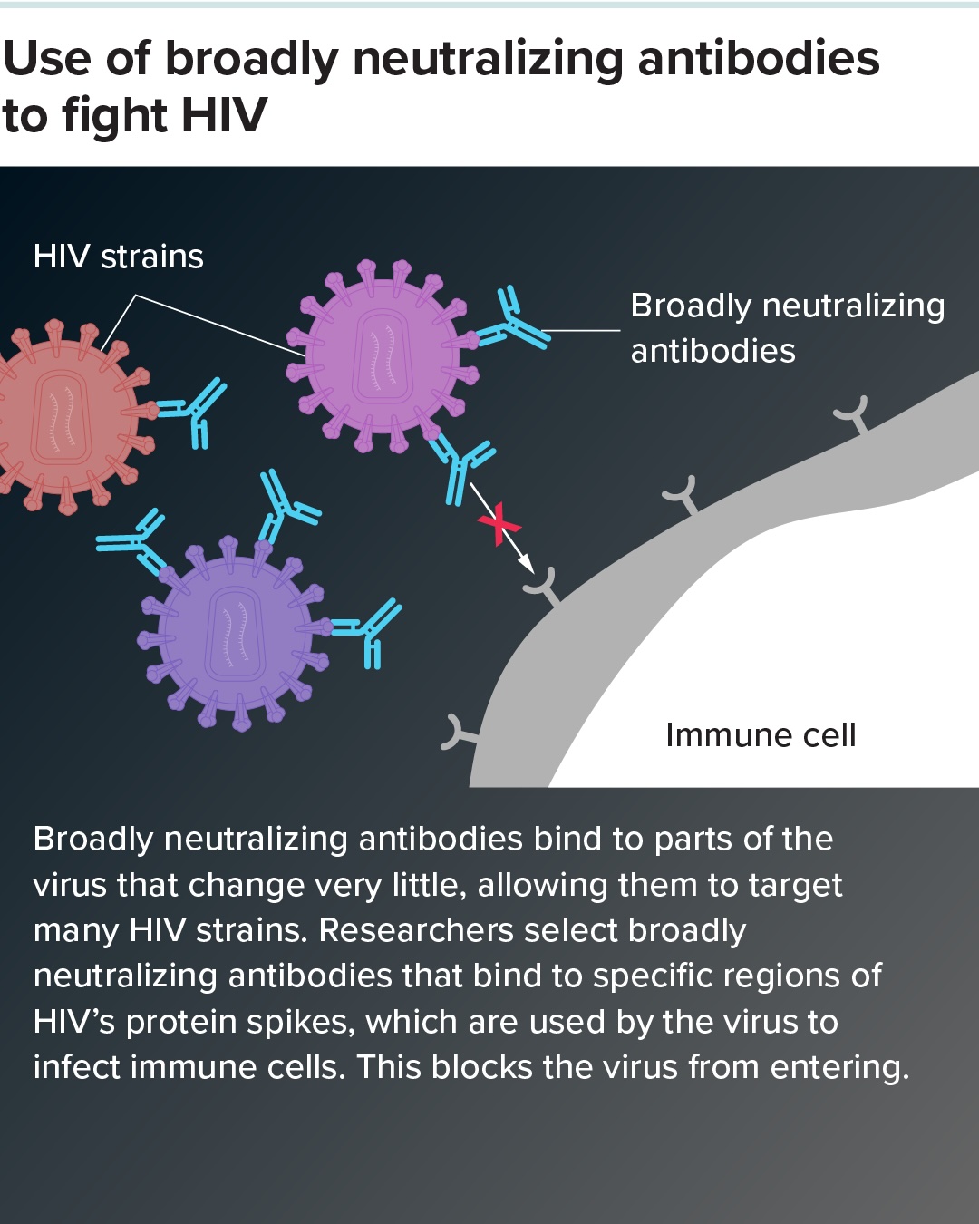 A diagram showing how broadly neutralizing antibodies can fight HIV