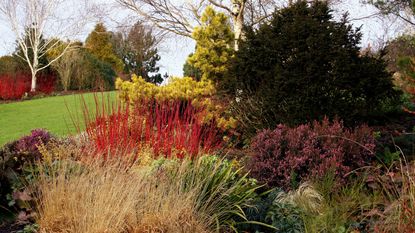 A WINTER BORDER WITH COLOURFUL CORNUS DOGWOODS AND OTHER SHRUBS. 