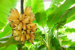 A banana tree.