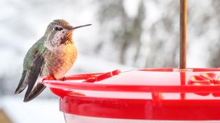 Hummingbird feeder in winter