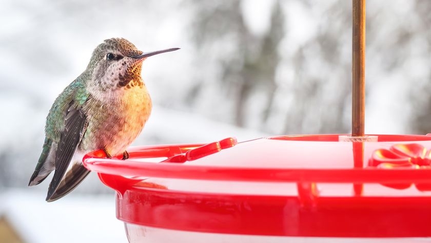 Hummingbird feeder in winter