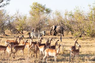 Elephants, zebras and impalas hanging around a waterhole in Africa.