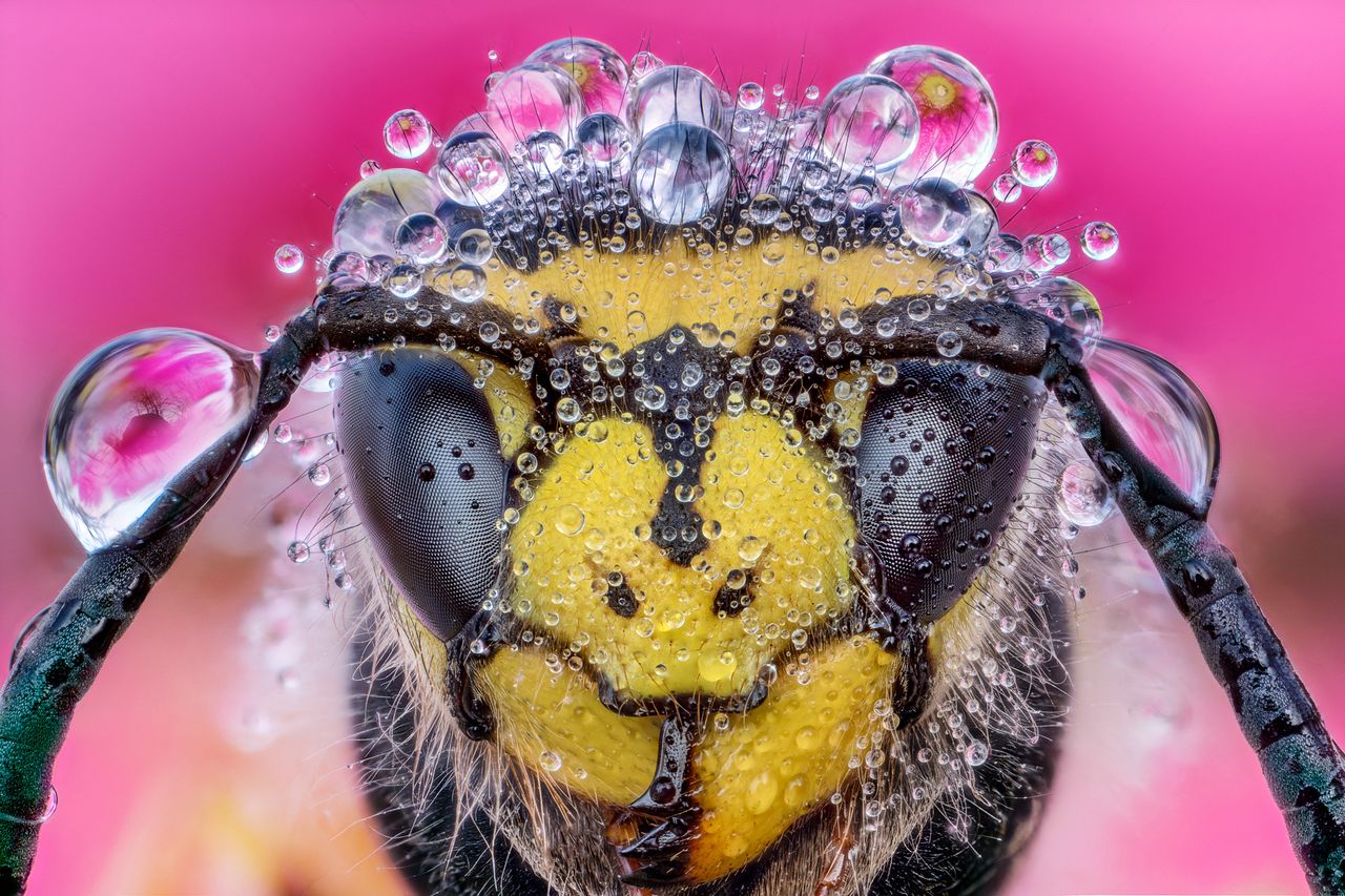 Image: Alberto Ghizzi Panizza (stacked)