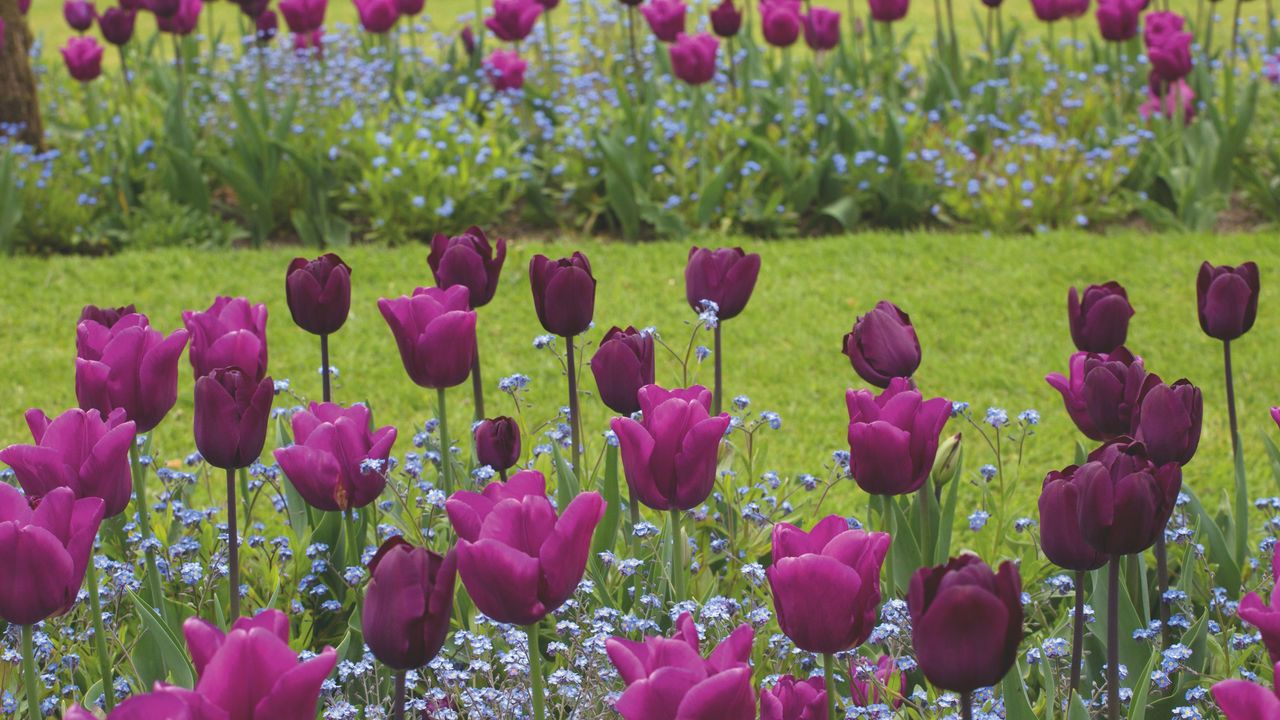 Purple tulip flowers growing in border alongside grass lawn