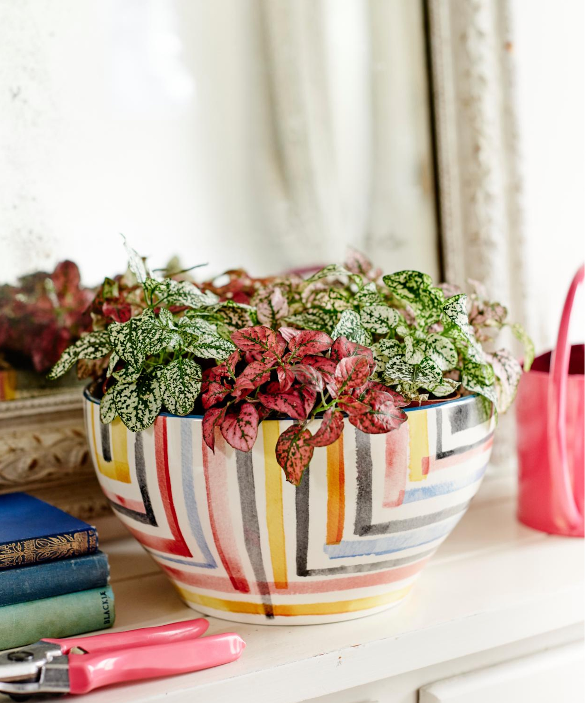 Striped houseplant pot with fittonias