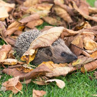 A hedgehog wandering through a garden filled with autumn leaves