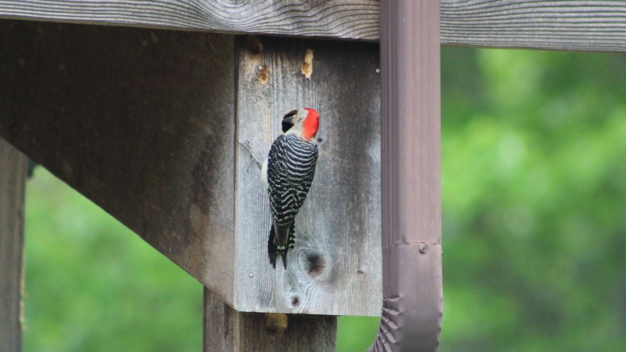 woodpecker