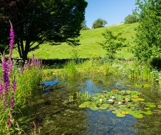 wildlife pond with purple flowers and grass in background