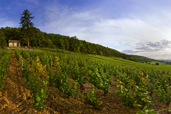 Blagny-vineyards-Credit-www.bourgogne-wines.jpg