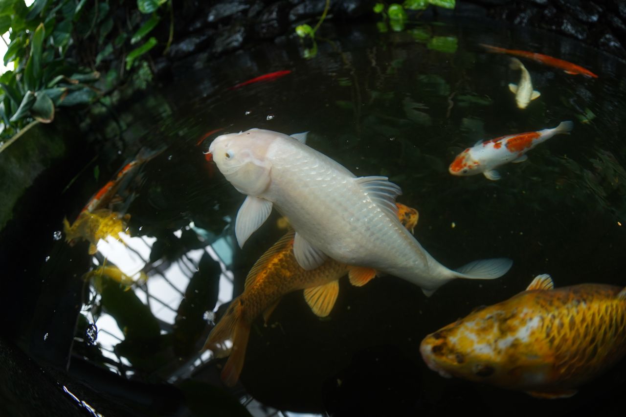 AstrHori 12mm f/2.8 Fisheye lens review
