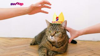 Tabby cat wearing crown with hands reaching towards it