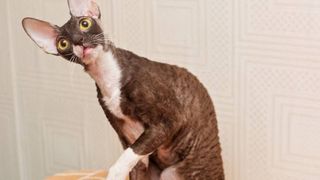 Cornish rex cat sitting on chair