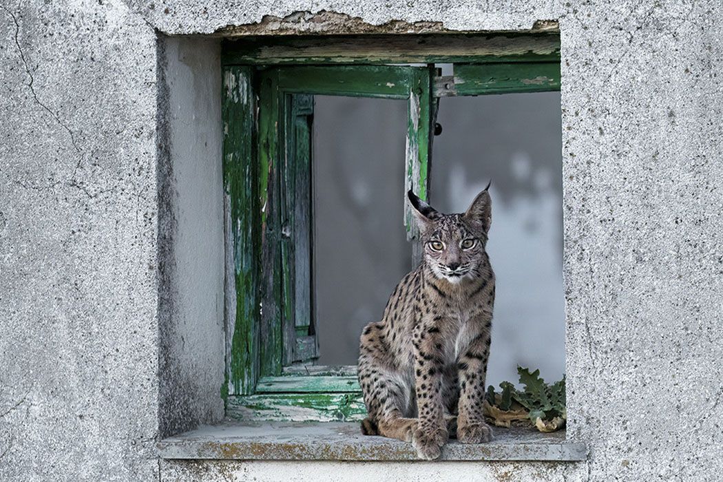 Photos of rare Iberian Lynx by wildlife photographer Alexandra Surkova &ndash; lynx framed in a run-down peeling green window frame