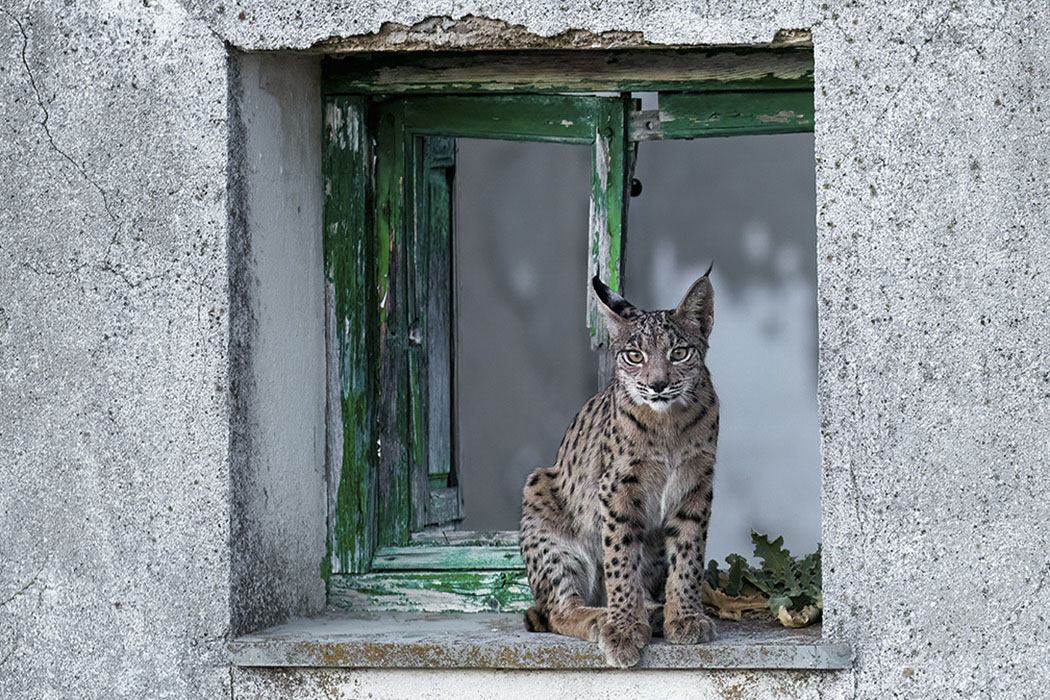 Photos of rare Iberian Lynx by wildlife photographer Alexandra Surkova &ndash; lynx framed in a run-down peeling green window frame