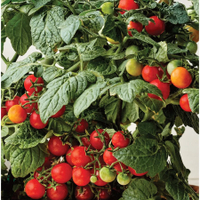 Veranda Red Hybrid Tomato | $6.95 for 30 seeds at Burpee