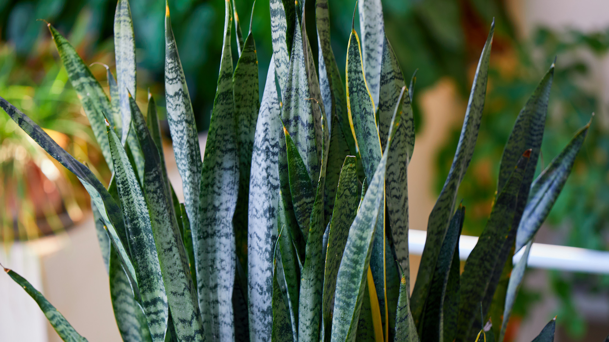 Snake plant