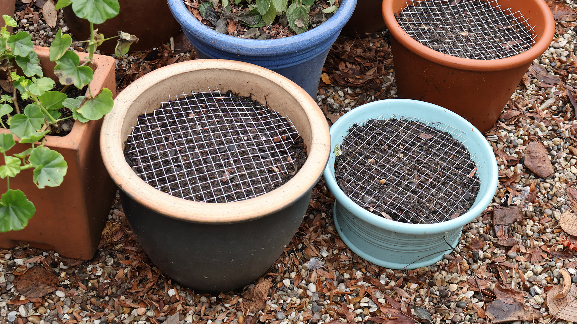 Container pots planted with bulbs and covered with chicken wire