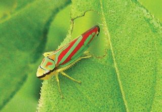 red and green insect