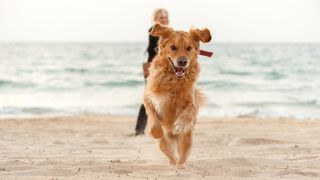 Dog sprinting up the beach away from owner who smiles as she walks by the water