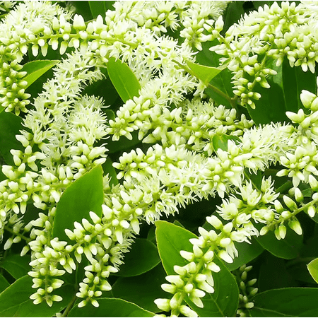 Henry's Garnet Plant Live for Planting, Itea Virginica Plant for Home and Garden 6 to 12 Inch Tall in 4 Inch Pot - Dormant in Winter