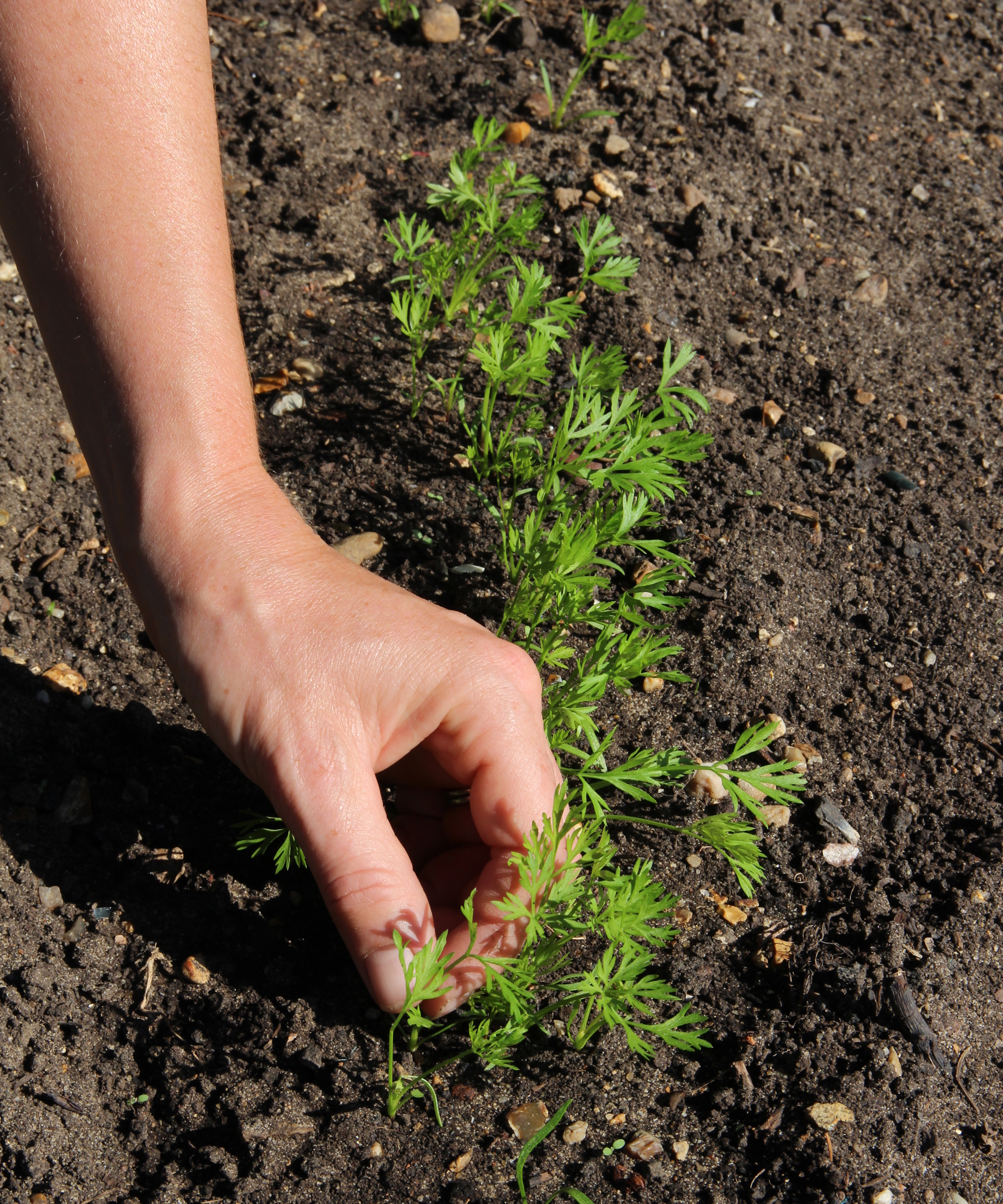 A gardener thins carrot seedlings by hand