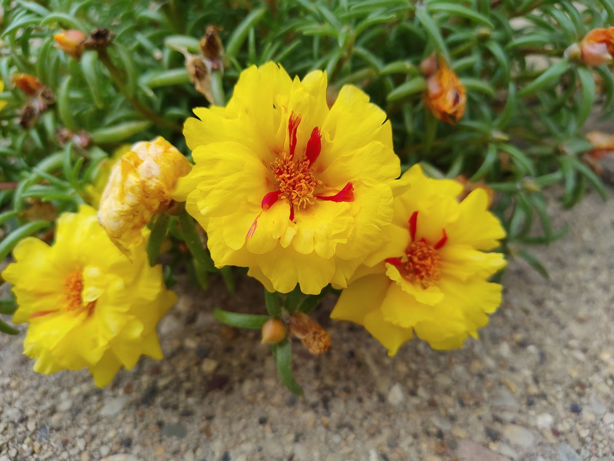 TCL 20-Pro 5G camera samples
