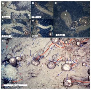 A figure from the research paper shows typical sponge spicule trails.