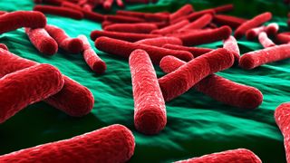 An infection with a drug-resistant strain of E. coli proved fatal for a man who received a fecal transplant.