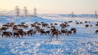 a herd of reindeer on snowy landscape with trees in the background
