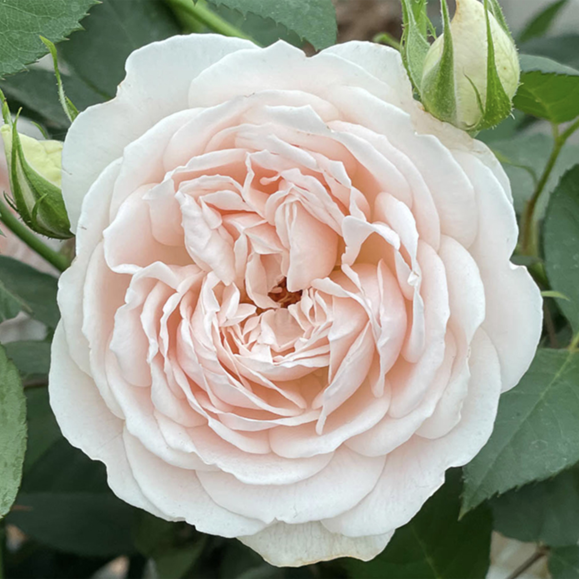 Rose Glyndebourne