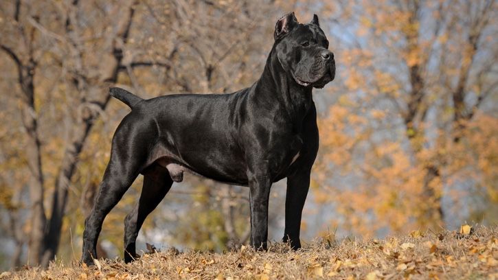 Cane Corso vs Boerboel: Which breed should you choose? | PetsRadar