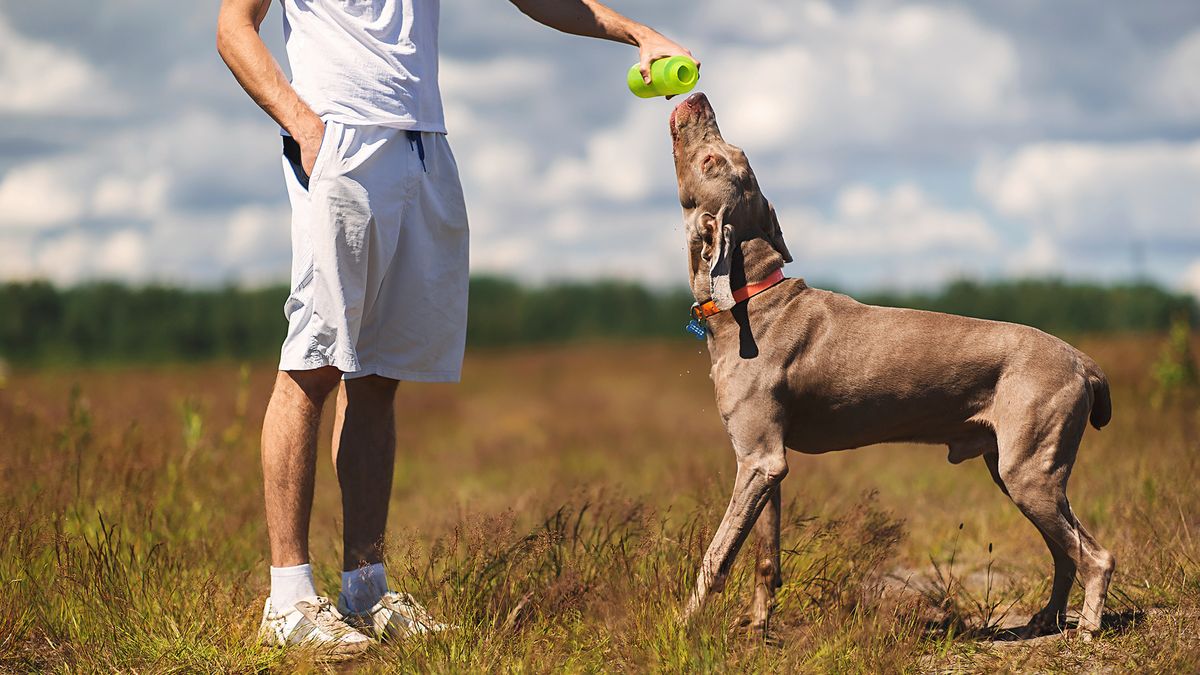 Weimaraner learning tricks with owner