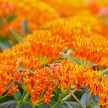 butterfly weed plant with bright orange flowers