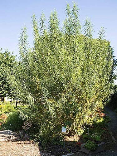 Arctic Blue Willow Shrub (bare-Root)(6-12")(salix Purpurea)