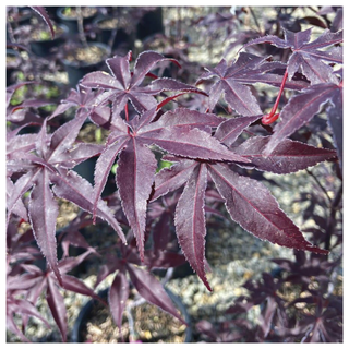 A close-up of an acer maple tree's leaves