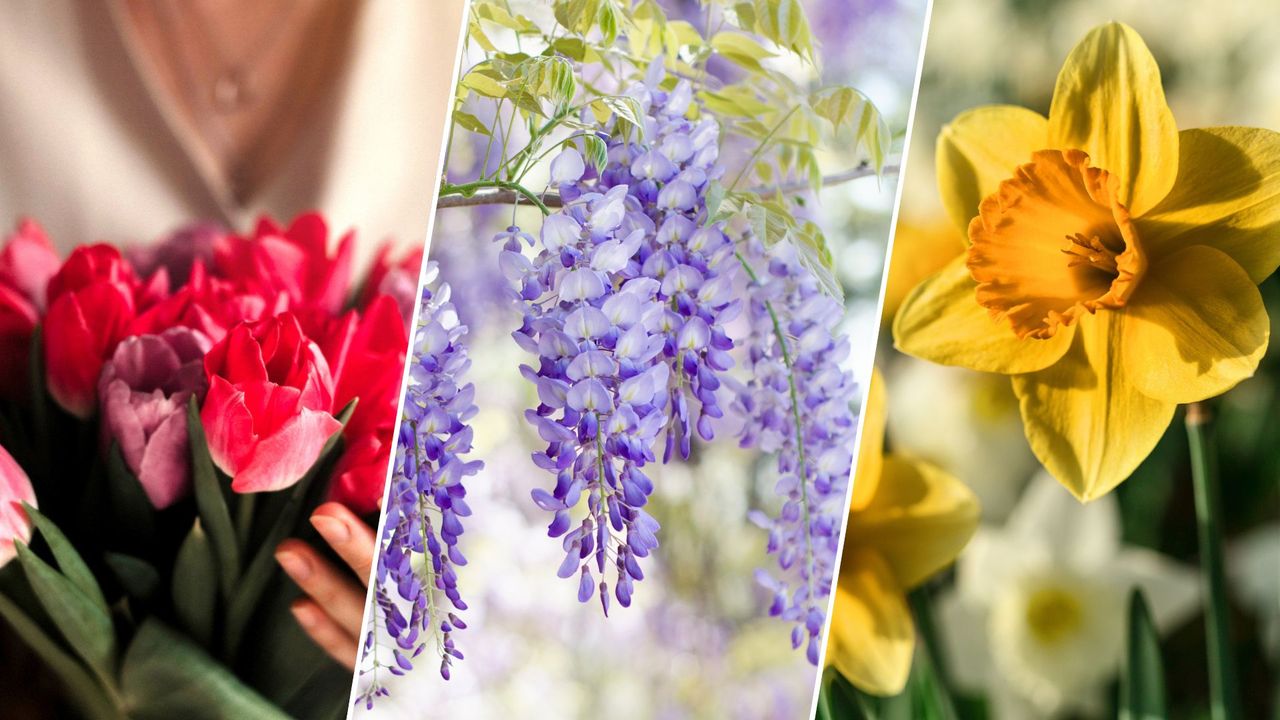 Garden lovers, I urge you to take this spring flower test before finalizing your planting plans