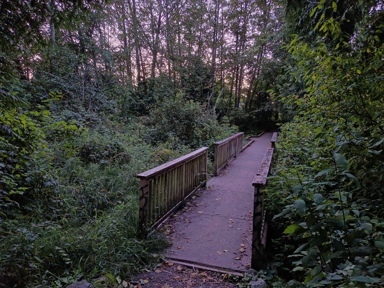A bridge with bushes on either side